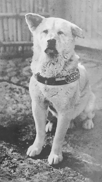 <i class="tbold">hachiko</i>