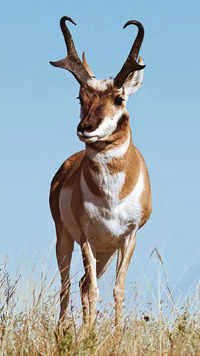 Pronghorn <i class="tbold">antelope</i>