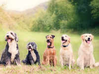 ​All about the <i class="tbold">sixth sense</i> of dogs