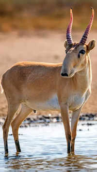 Saiga <i class="tbold">antelope</i>