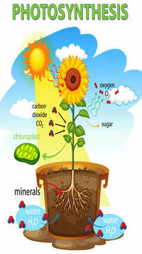 <i class="tbold">photosynthesis</i>