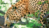 Leopard Scare: Leopard scare comes back to haunt devotees trekking up to  Tirumala