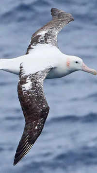 Wandering <i class="tbold">albatross</i>es