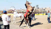 ​Horse deal ranging from Rs 50k to Rs 2 crore