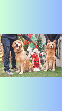 The <i class="tbold">golden retriever</i>s took the opportunity to pose and smile for the lens