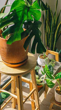 8 Houseplants that can live for upto a <i class="tbold">100 years</i>