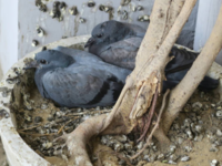 ​Pigeons carry ticks and <i class="tbold">mite</i>s​
