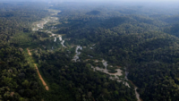 Home countries of major rainforests agree to work together to save