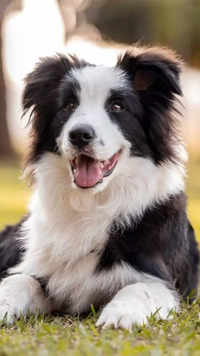 <i class="tbold">border collie</i>