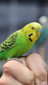 Certain parakeet species