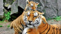 Good news! Tiger population in Uttarakhand sees a 314% jump: Here's why it  happened - Times of India