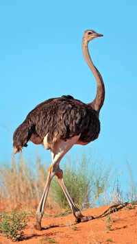 <i class="tbold">ostrich</i>