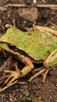 <i class="tbold">pacific</i> Tree Frog