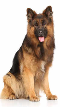 <i class="tbold">german shepherd</i> dog