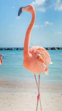 <i class="tbold">flamingos</i> are NOT naturally pink