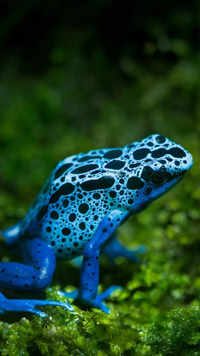 Blue Poison <i class="tbold">dart</i> Frog