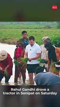 Viral Video of Rahul Gandhi Driving Tractor and sowing Paddy in Sonipat