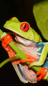 ​Red-eyed tree frogs