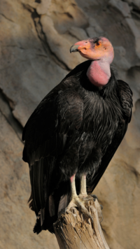 <i class="tbold">california</i> Condor