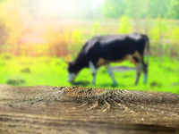 ​Importance of <i class="tbold">cow milk</i>​