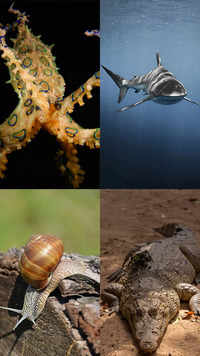 ​10 most aggressive and dangerous <i class="tbold">sea animals</i>​