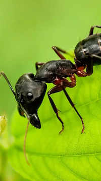 <i class="tbold">drone</i> ants