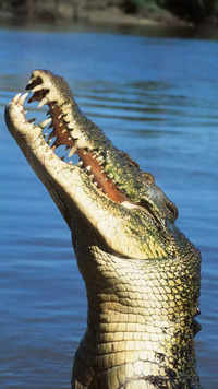 <i class="tbold">saltwater crocodile</i>