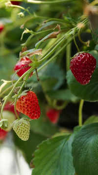 Grow strawberries <i class="tbold">at home</i>