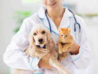 ​​How to take care of a sick pet​