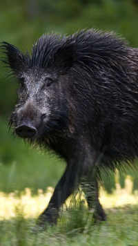 ​Wild boar