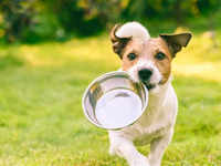​​Should you feed your pet outside food​