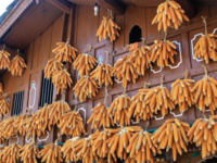 The Corn Village of India