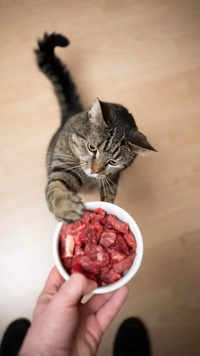 10 foods that are poisonous to cats
