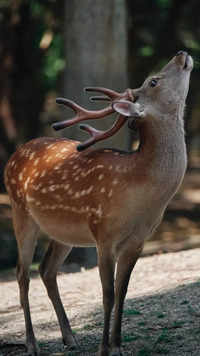 Deer <i class="tbold">species</i>