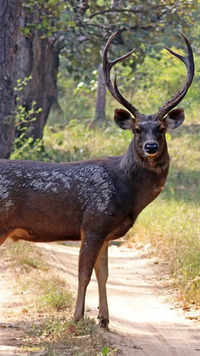 <i class="tbold">sambar</i> Deer