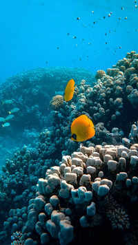 Marine Conservation Voyage in Grenada