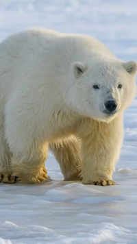 <i class="tbold">polar bear</i>
