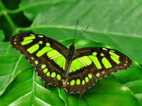 Butterflies have a rare subset of species that have broken the genome structure norms