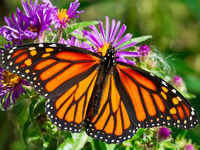 Butterflies have had steady genome structures for the past 250 million years