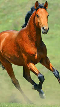 <i class="tbold">horse</i>s