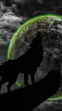 Why is it advised to ‘Live <i class="tbold">life like</i> a wolf’