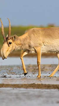 Saiga <i class="tbold">antelope</i>