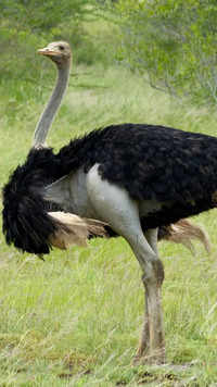 North African <i class="tbold">ostrich</i>