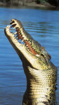 ​<i class="tbold">saltwater crocodile</i>s