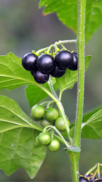 Makoy benefits: 10 reasons why these tiny berries are an Ayurvedic <i class="tbold">ramban</i>
