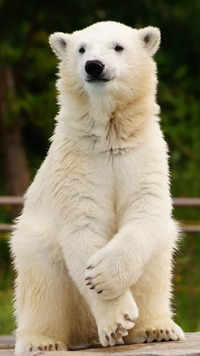 ​<i class="tbold">polar bear</i>s