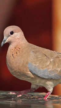 <i class="tbold">laughing</i> doves