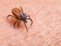 ​How to prevent <i class="tbold">lyme disease</i>?​