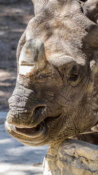 ​Indian <i class="tbold">rhinoceros</i>