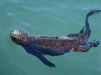 Marine iguanas (Amblyrhynchus cristatus)